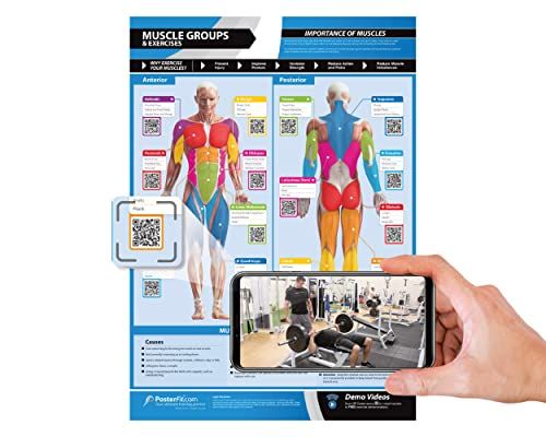 Muscle Groups Poster XL 33&quot;×23.5&quot; (Laminated)