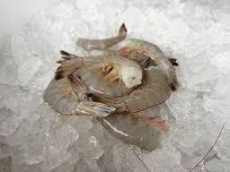 Fresh NC Head-less Shrimp