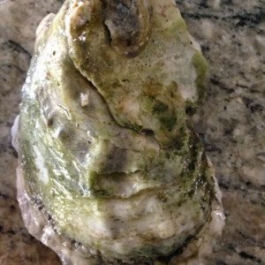 NC Oyster 100ct Box