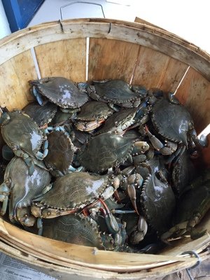 North Carolina Live Crab's and more