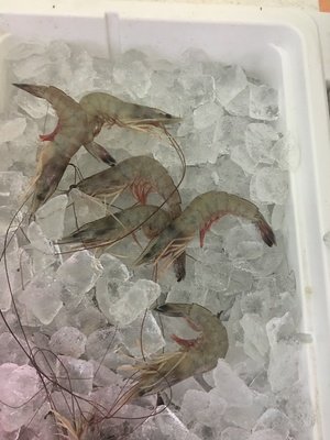 Fresh NC Shrimp