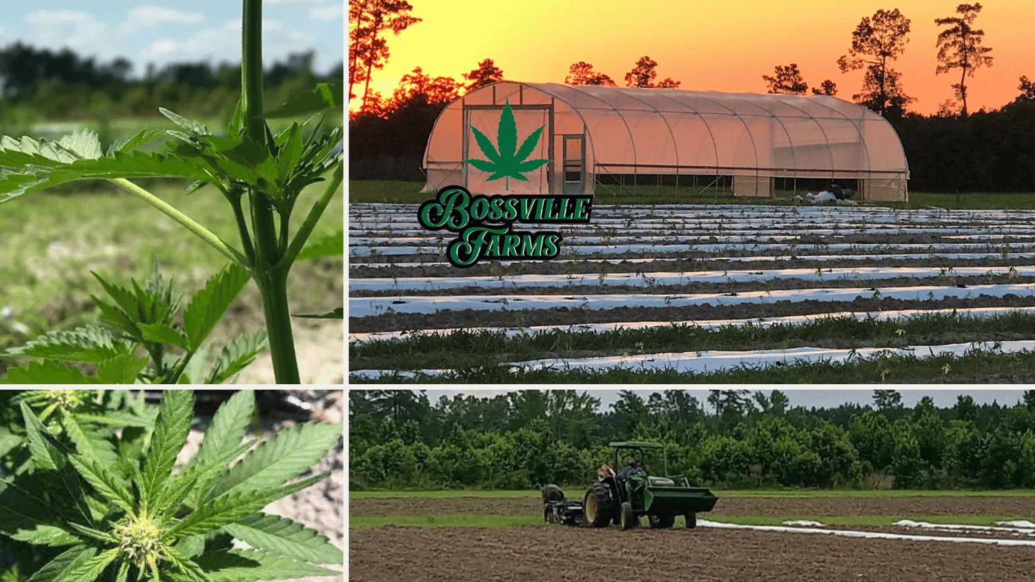 Bossville Farms