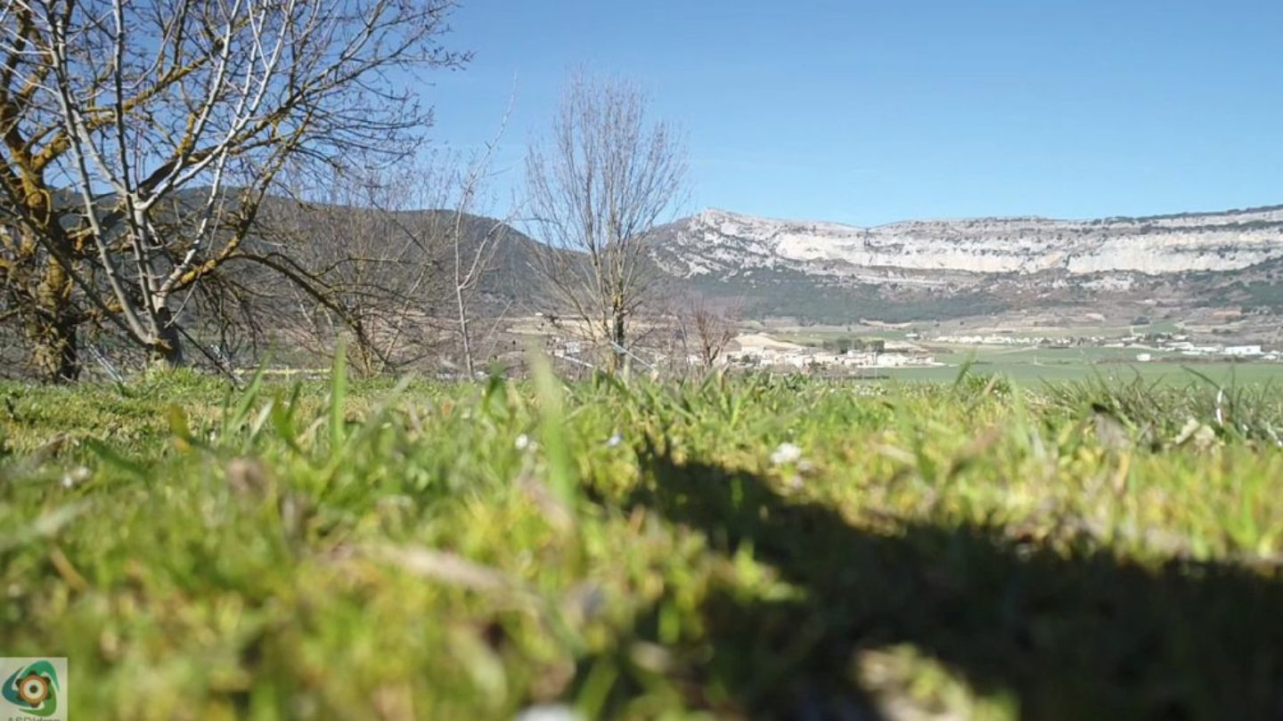 BOSQUE ETXARRI