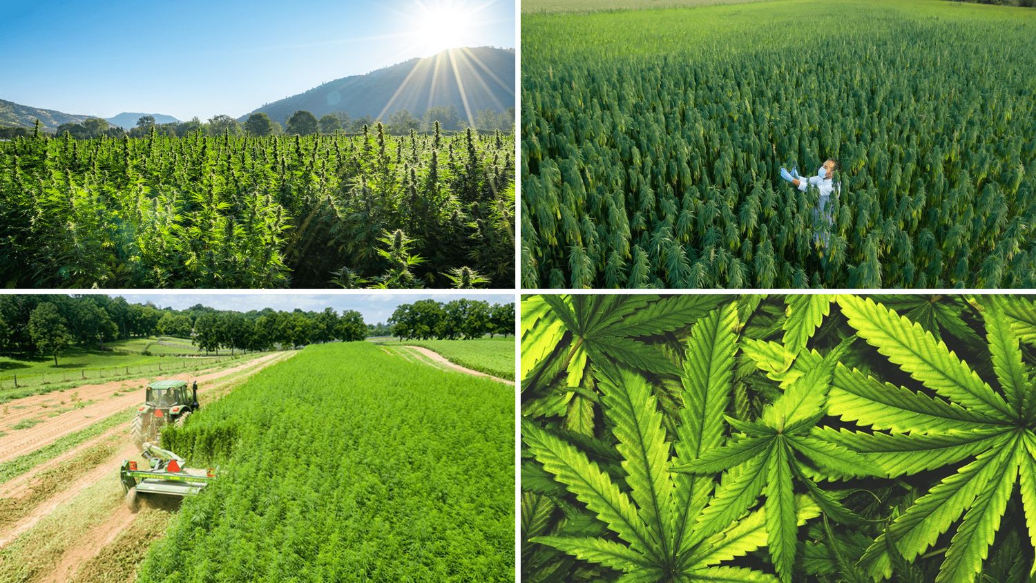 Winfield Farms &amp; Seed Ltd