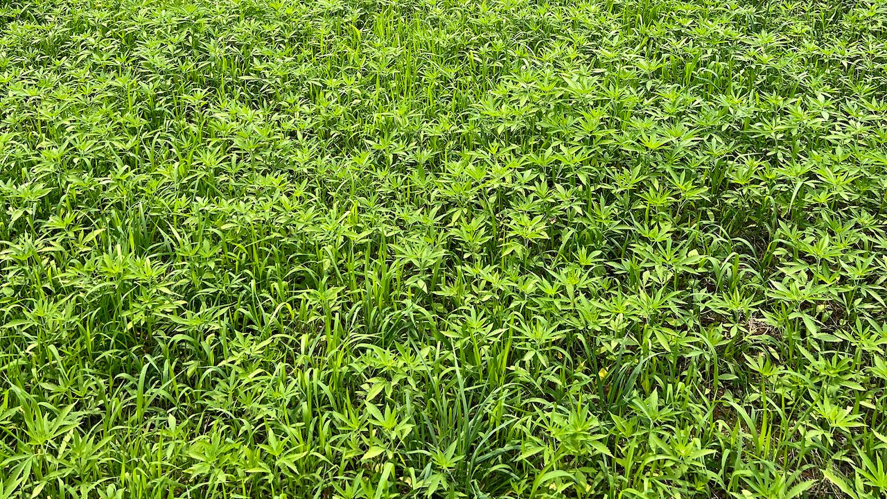 Sarahsway Farms LLC