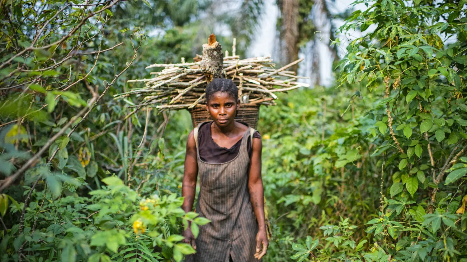 DRC REDD+ CARBON CREDIT HARVESTING PROJECT