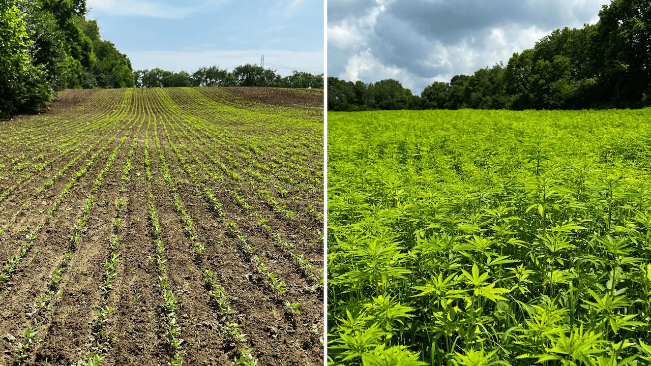 Ohio Hemp Company
