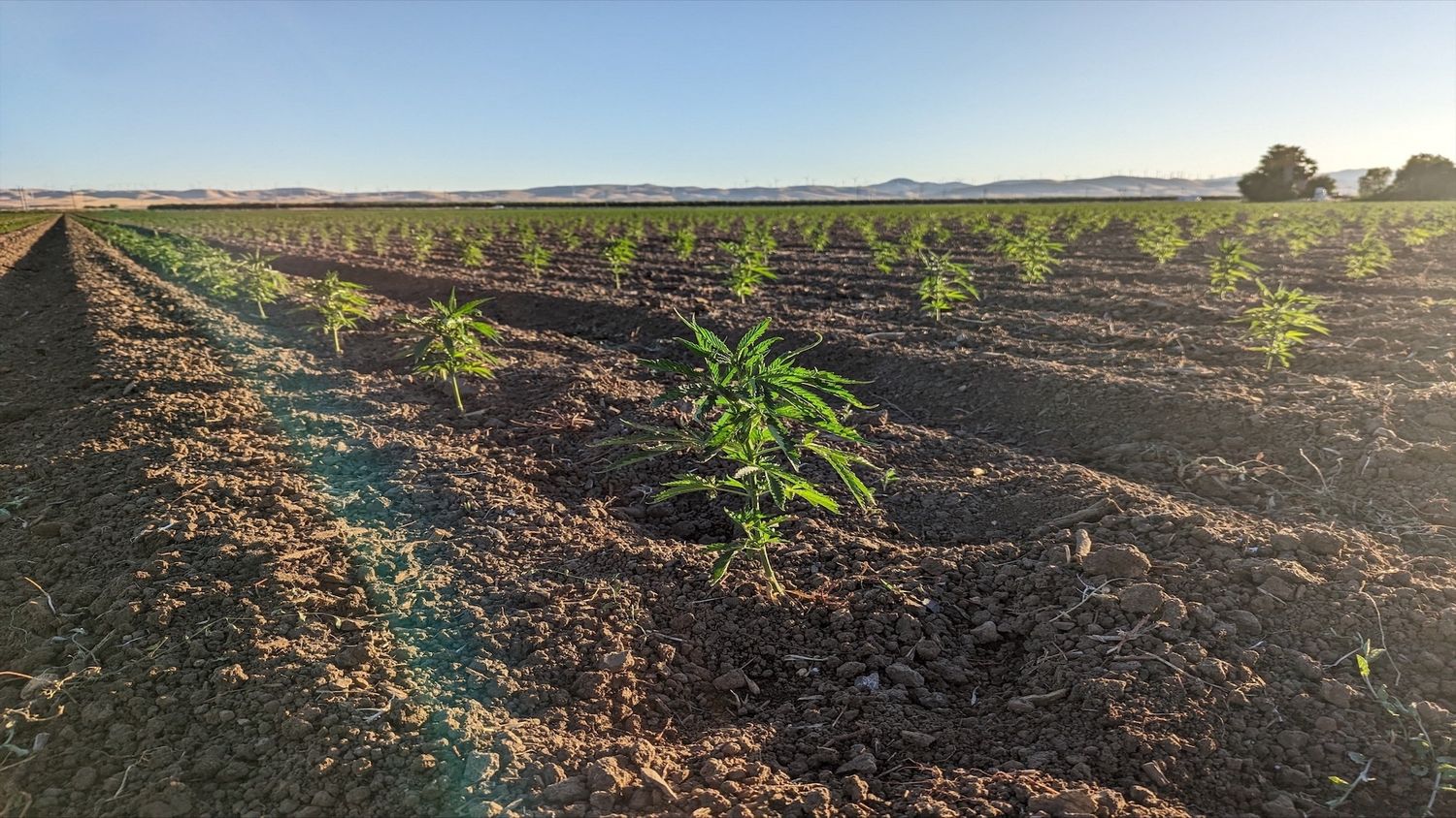 Terpene Belt Farms