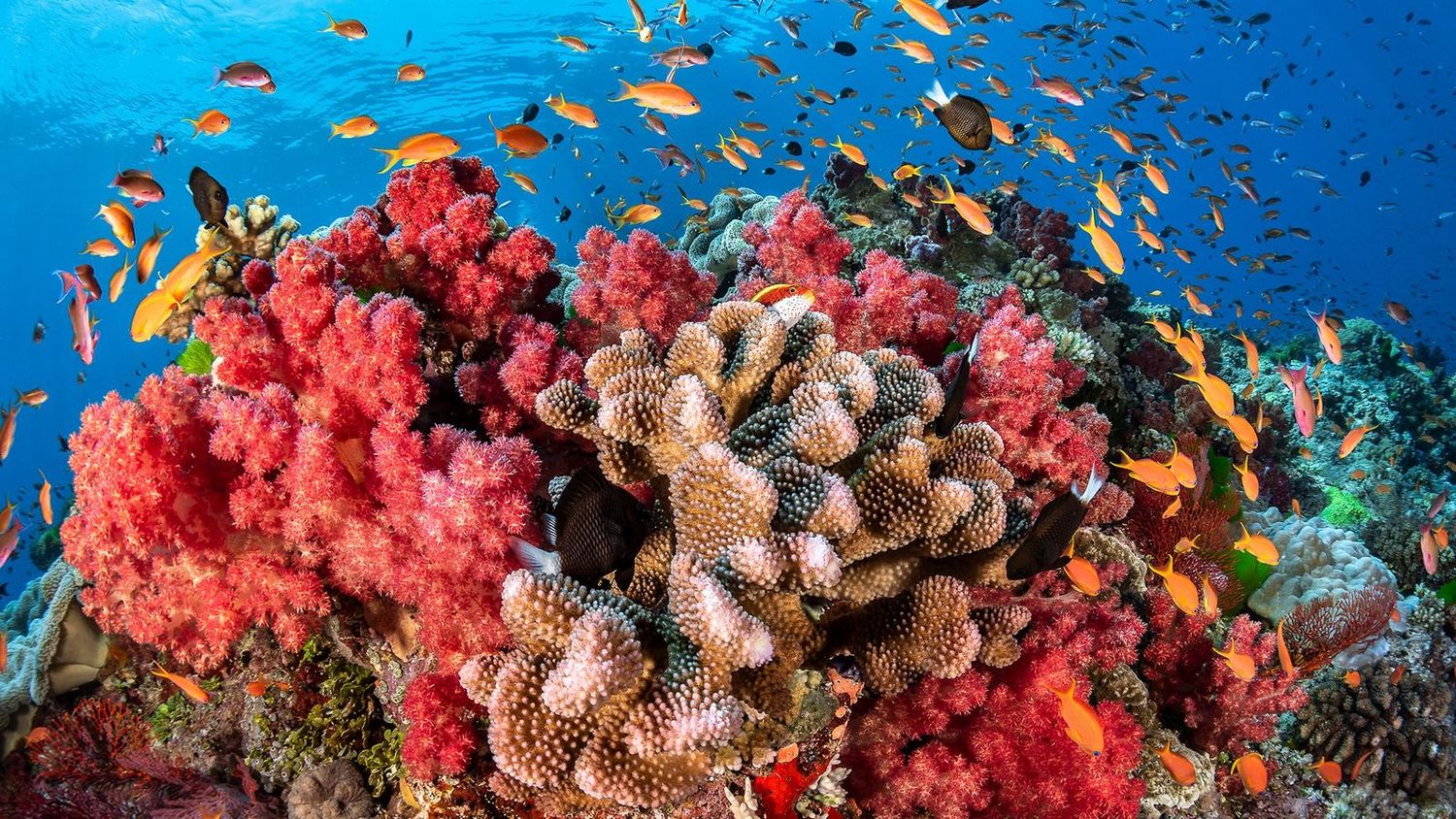 Sea Cave True Blue Carbon, Baja California, Mexico