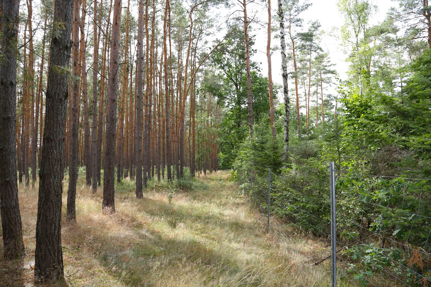 Pina Earth: Turning a monoculture into a biodiverse forest in Germany, Brandenburg - Luckaitz Valley