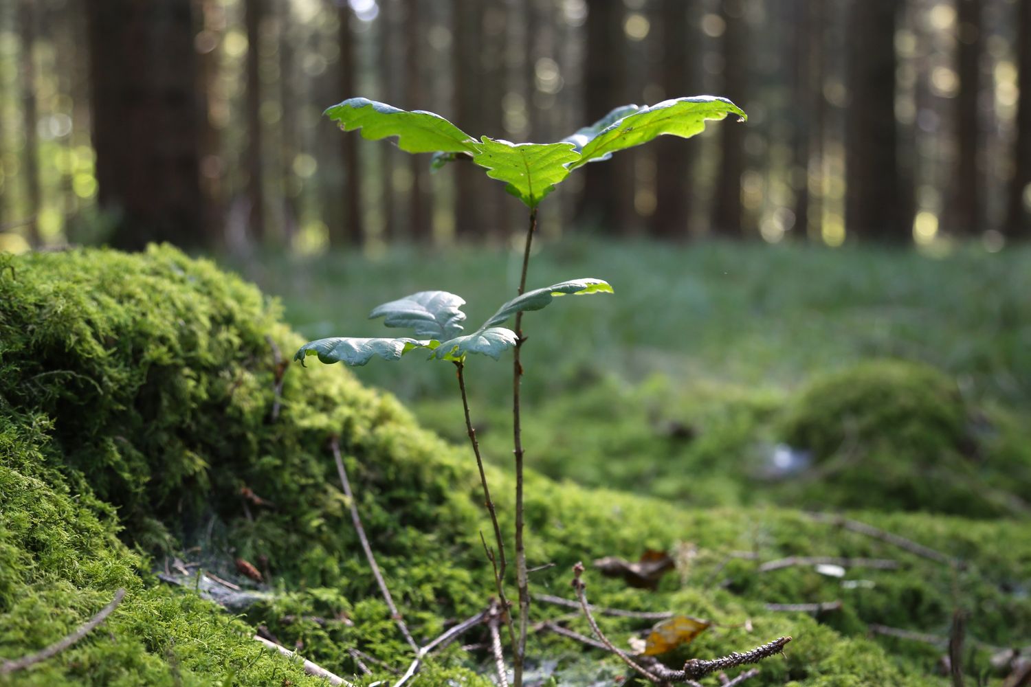 Pina Earth: Creating a climate-resilient forest in Germany, Bavaria &amp; Baden-Wurttemberg - Lindorf