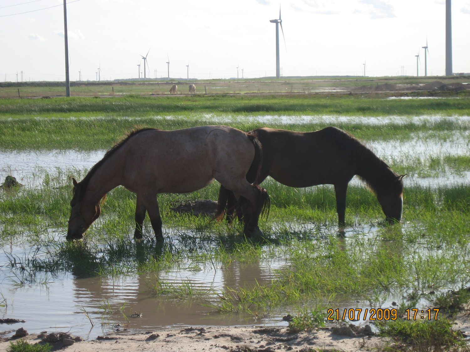 Hebei Guyuan County Dongxinying 199.5 MW Wind Power Project