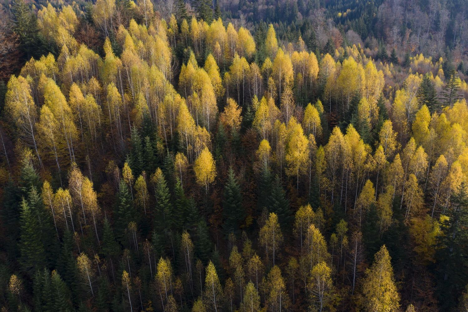 SILVADOR CLIMATE ACTION