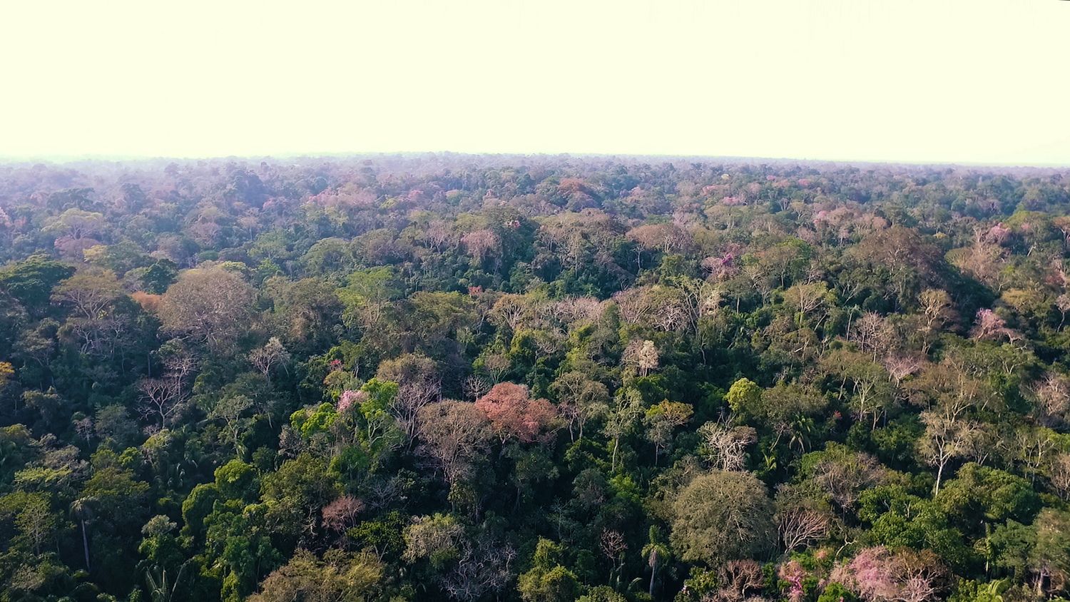 Tahuamanu Amazon REDD Project