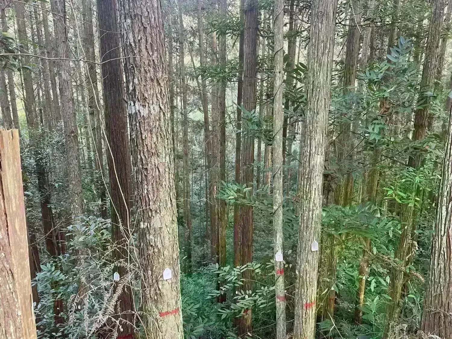 Fujian Qingliu IFM (conversion of logged to protected forest) Project