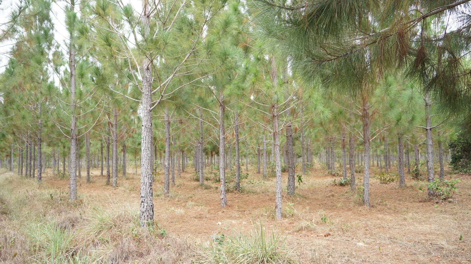 Forestry Restoration in Productive and Biological Corridors in the Eastern Plains of Colombia
