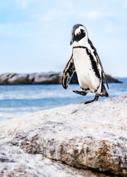 PINGUIN - Premium Poster - signiert -50x70cm