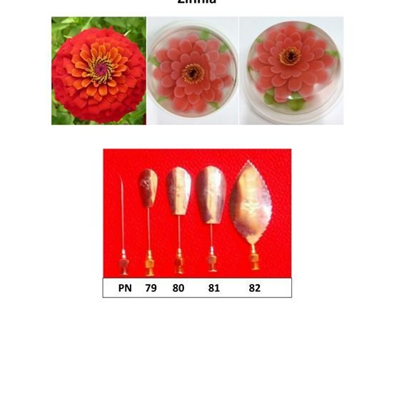 Zinnia