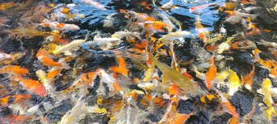Karpie koi 40-50cm