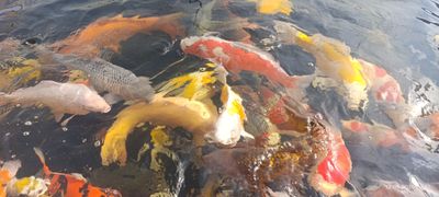 Karpie Koi 50+
