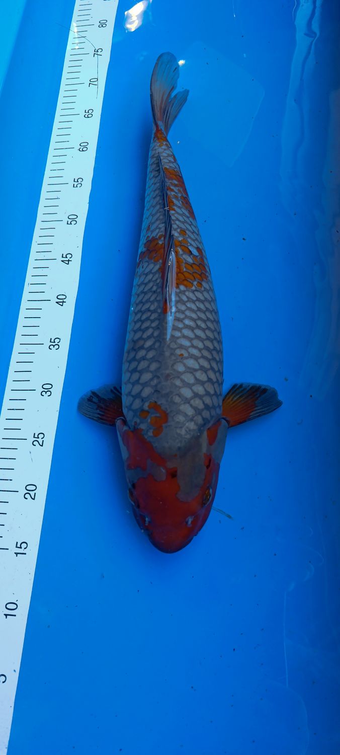 Ochiba 55 cm