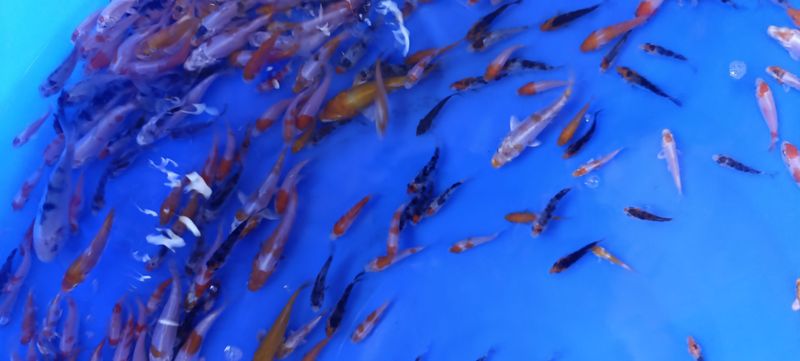 Karpie koi lipcówka