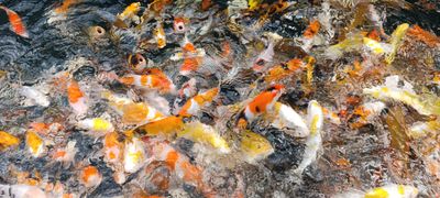 Karpie koi 20-30cm