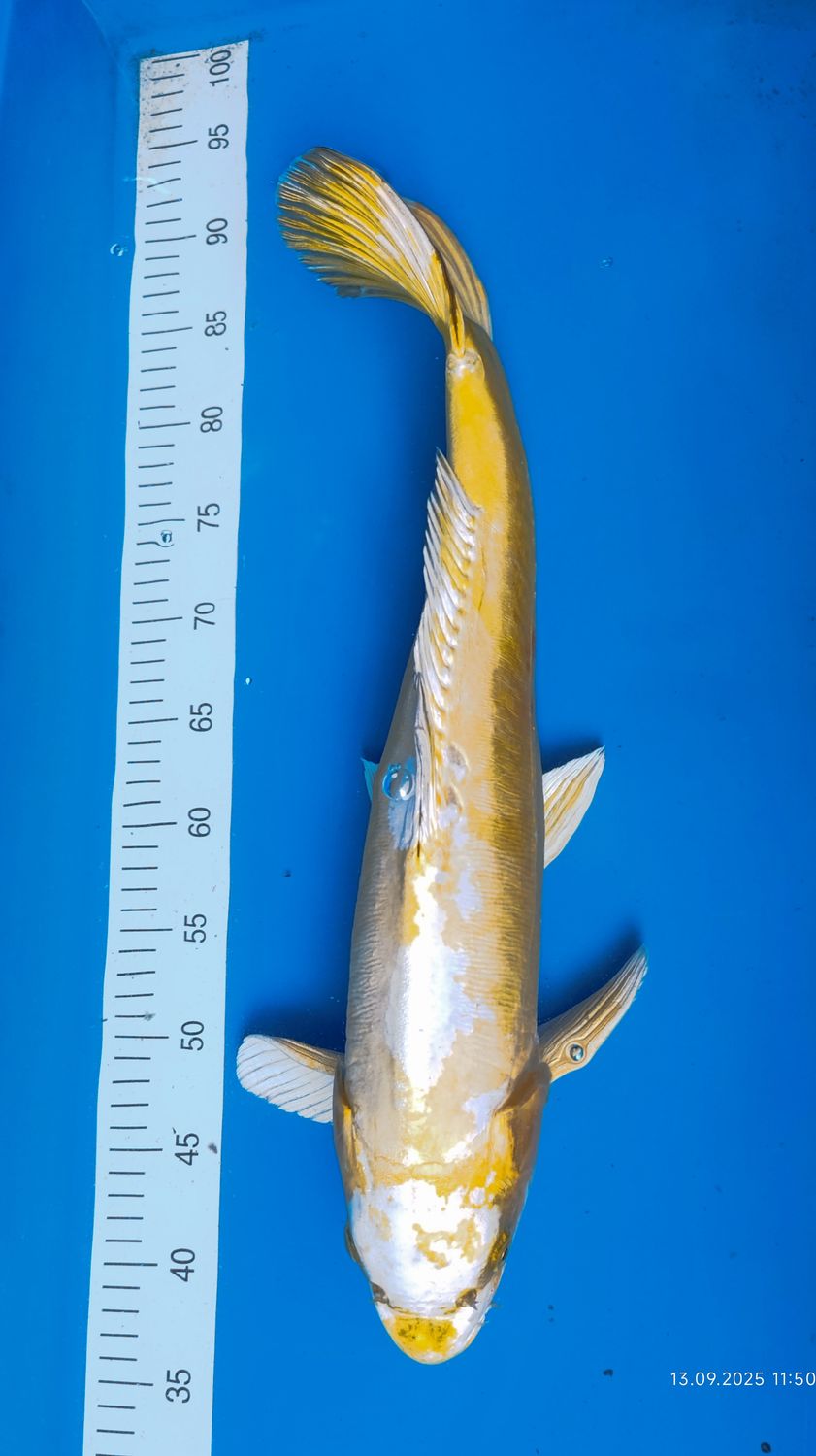 Kin kikokuryu 58 cm