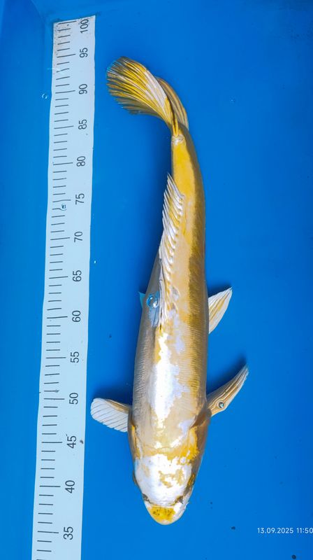 Kin kikokuryu 58 cm