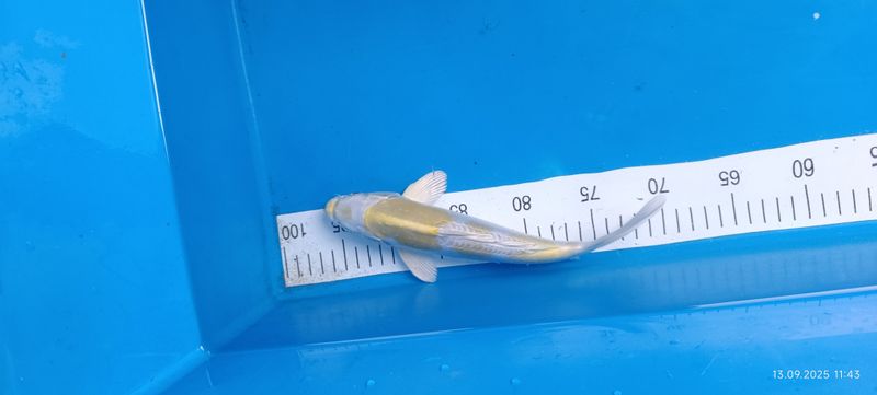 Doitsu Hariwake 22 cm
