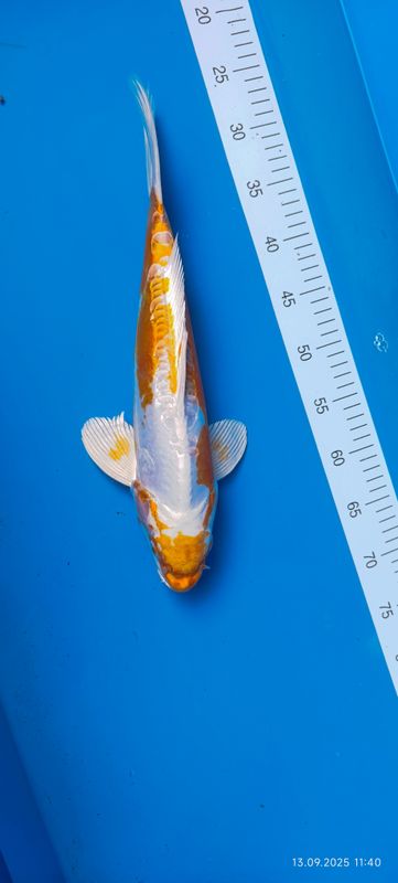Doitsu Hariwake 45 cm