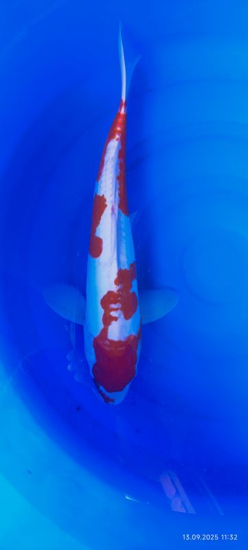 Doitsu kohaku 55 cm