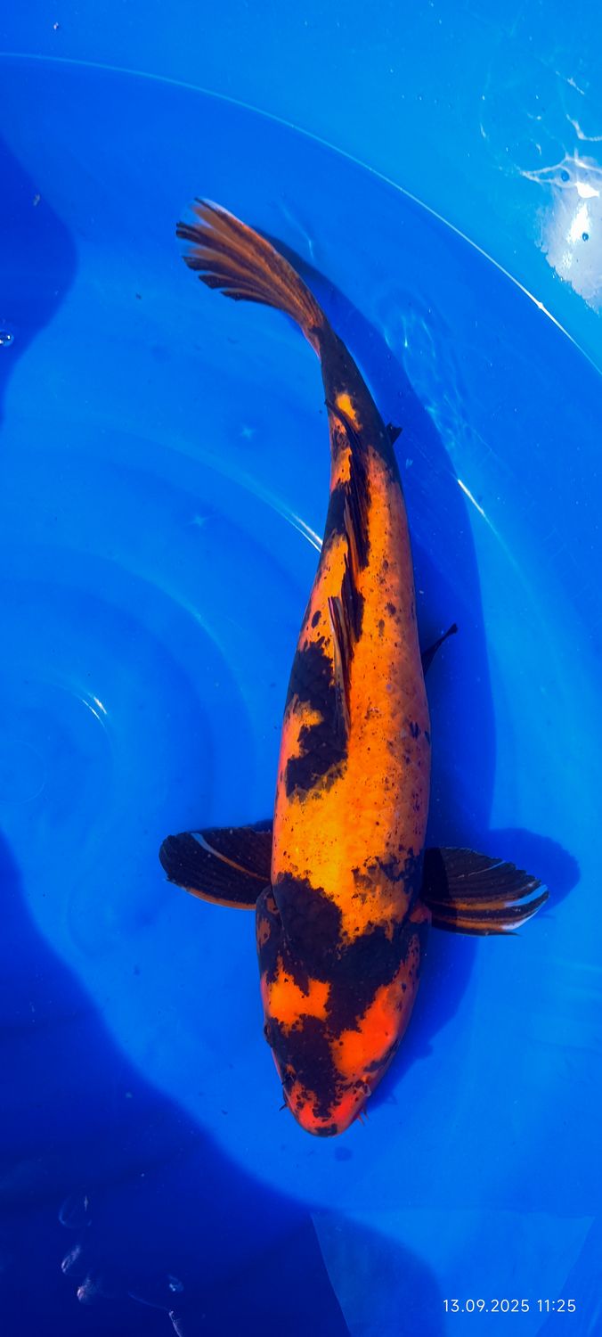 Hi utsuri 55 cm