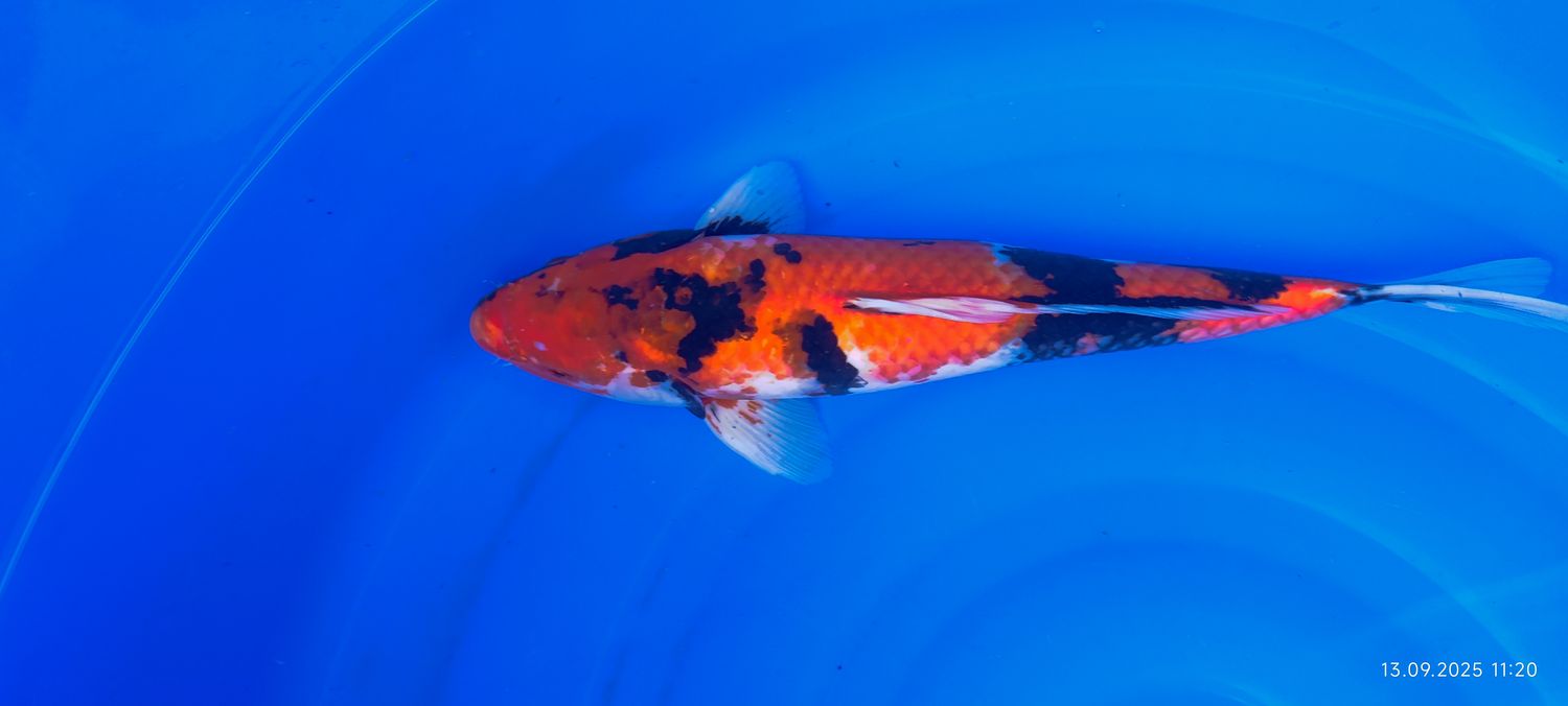 Showa 45 cm
