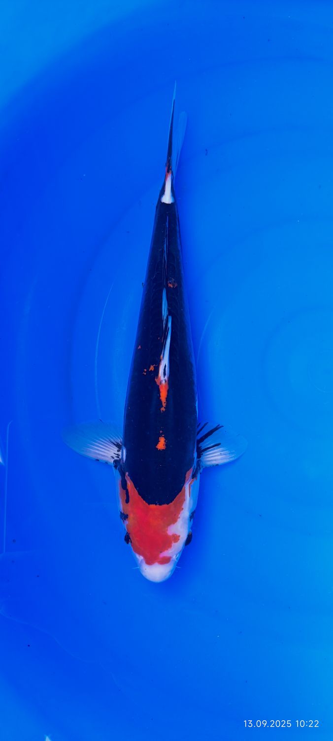 Beni Kumonryu  40 cm