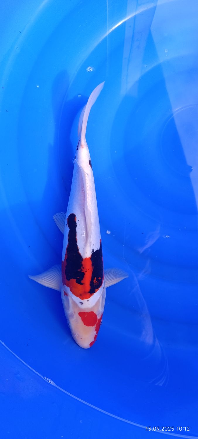 Beni Kumonryu 38 cm