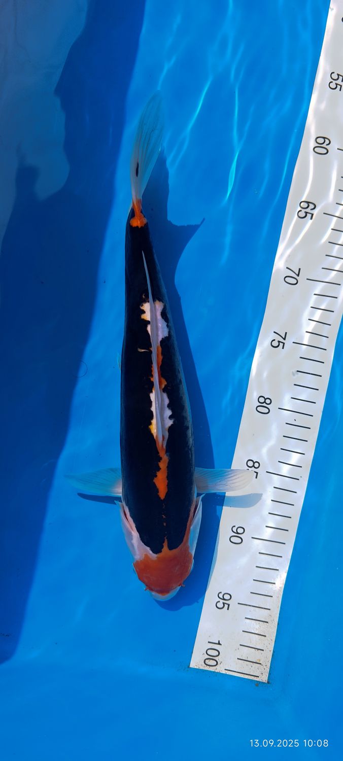 Beni Kumonryu 37 cm