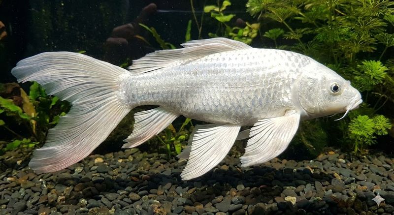 Butterfly Koi – co warto wiedzieć o odmianach z długimi płetwami?