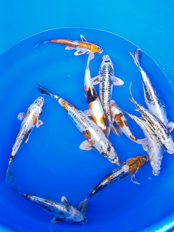 Karpie koi 30-35 cm