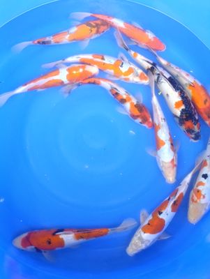 Karpie koi 35-40 cm