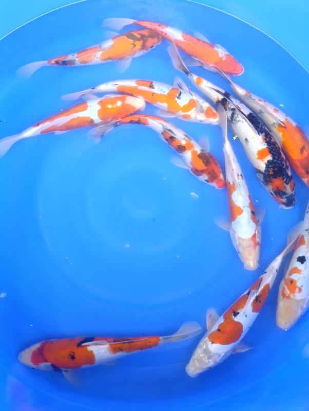 Karpie koi 35-40 cm