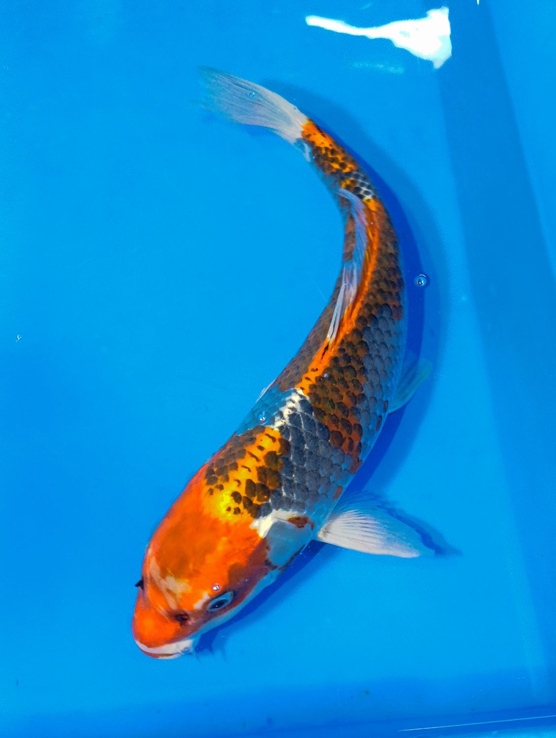 Karp Koi Kujaku 41cm