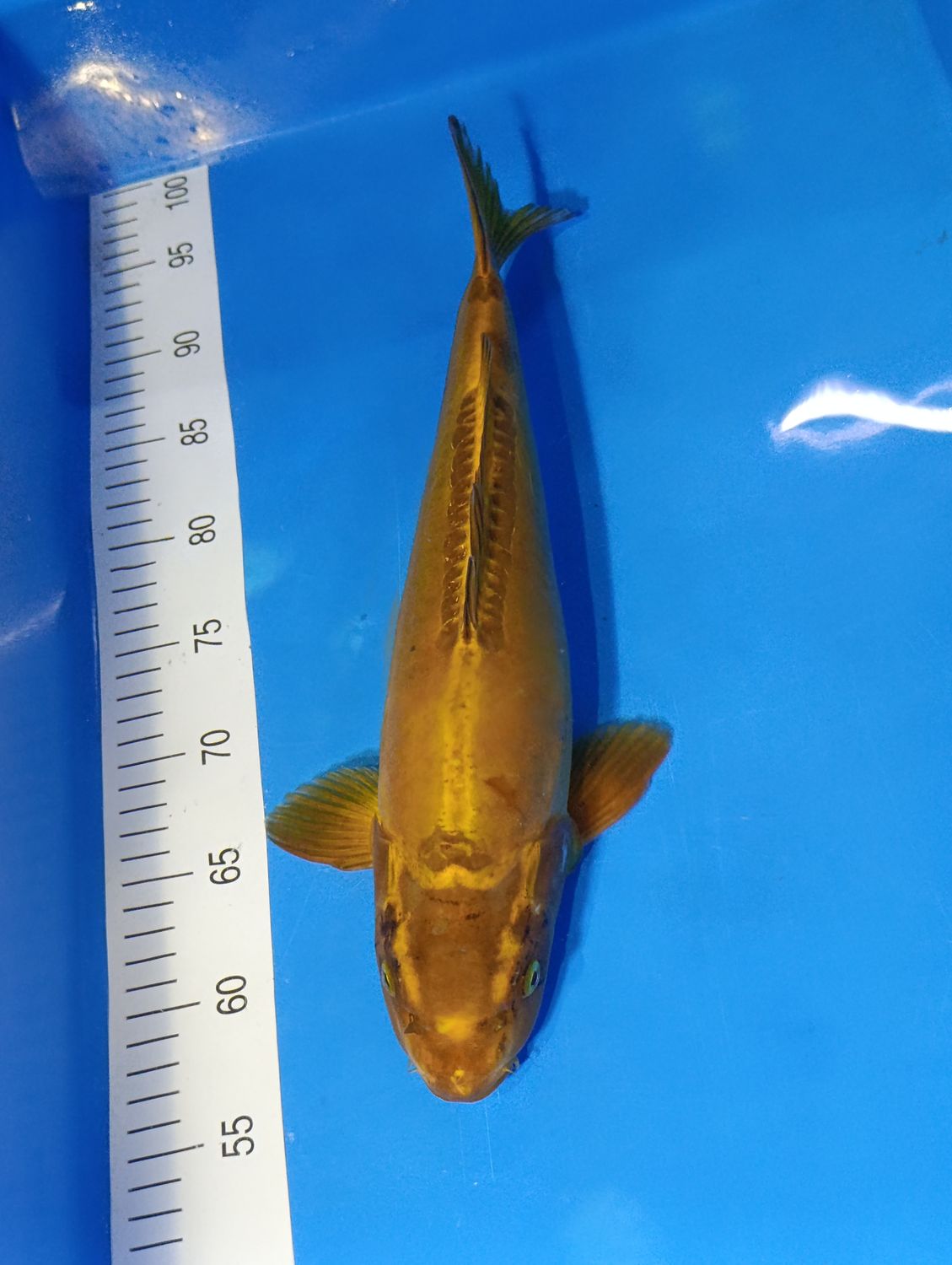 Karp Koi Doitsu metallic Chagoi 40 cm