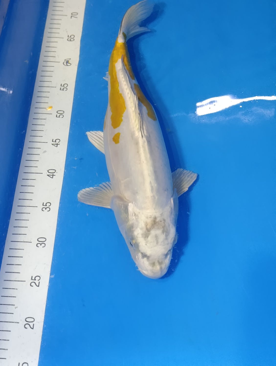 Karp Koi Doitsu Hariwake 46cm