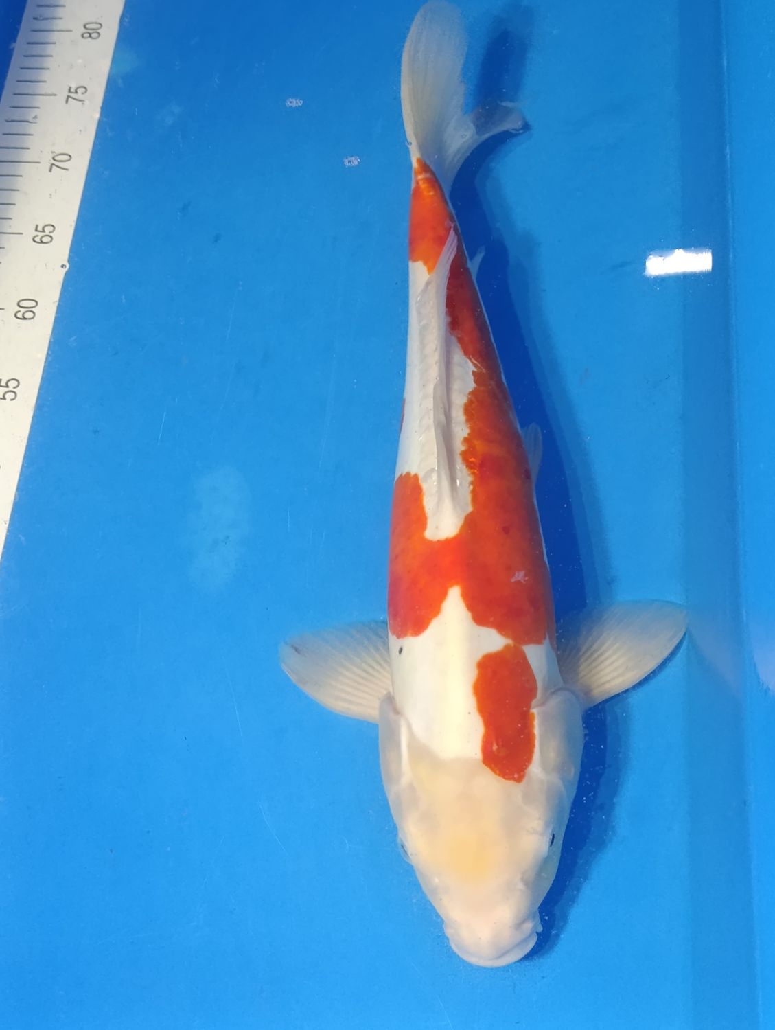 Karp Koi Doitsu Kohaku 47 cm