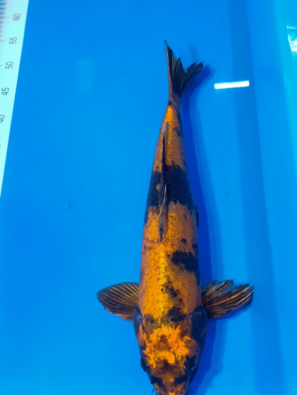 Karp Koi Ki Utsuri 50cm