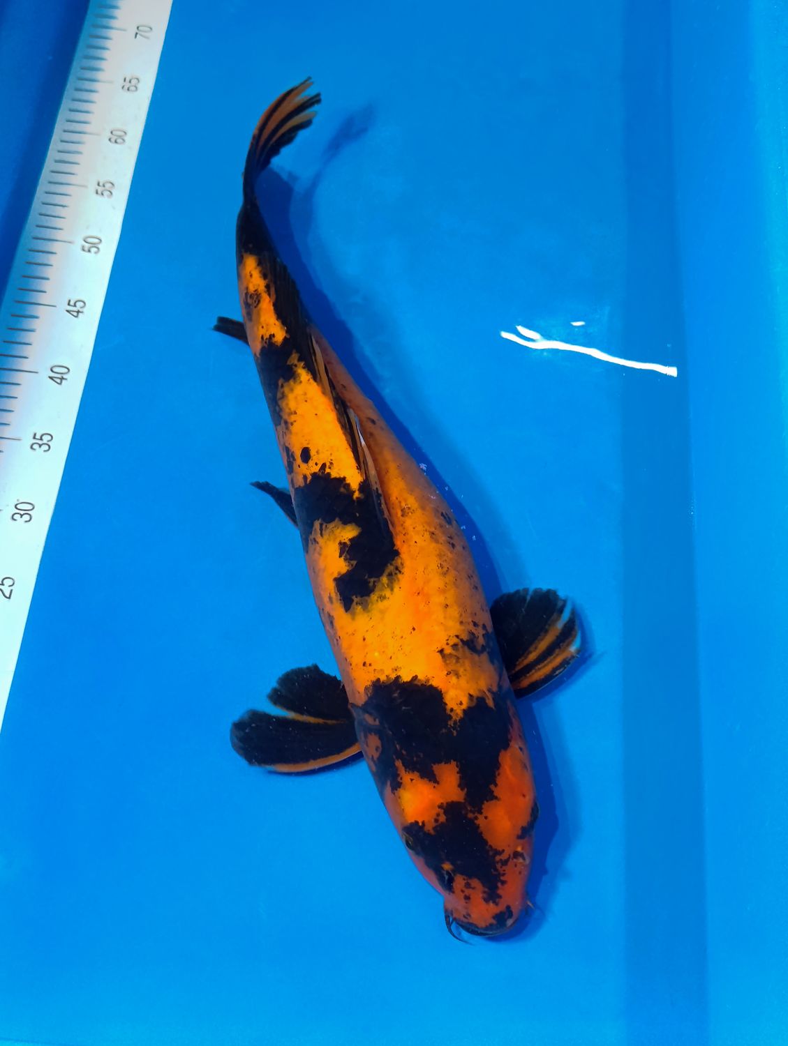 Karp Koi Hi Utsuri 51