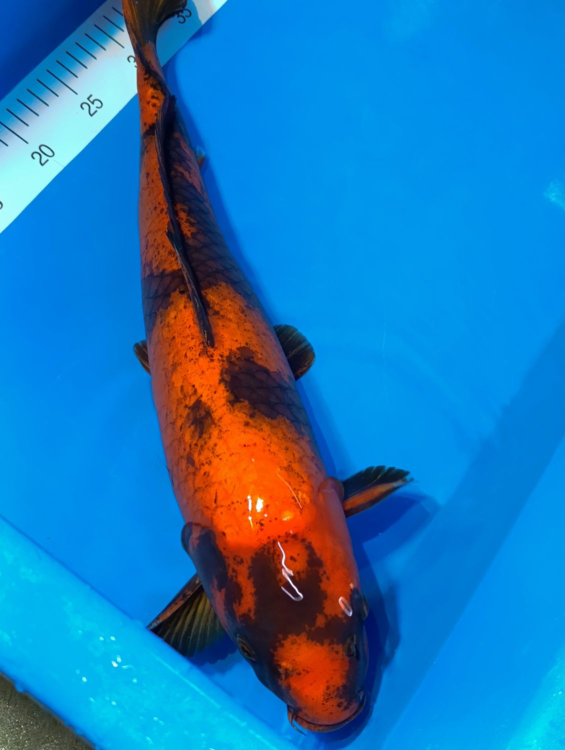 Karp Koi Hi Utsuri 56 cm
