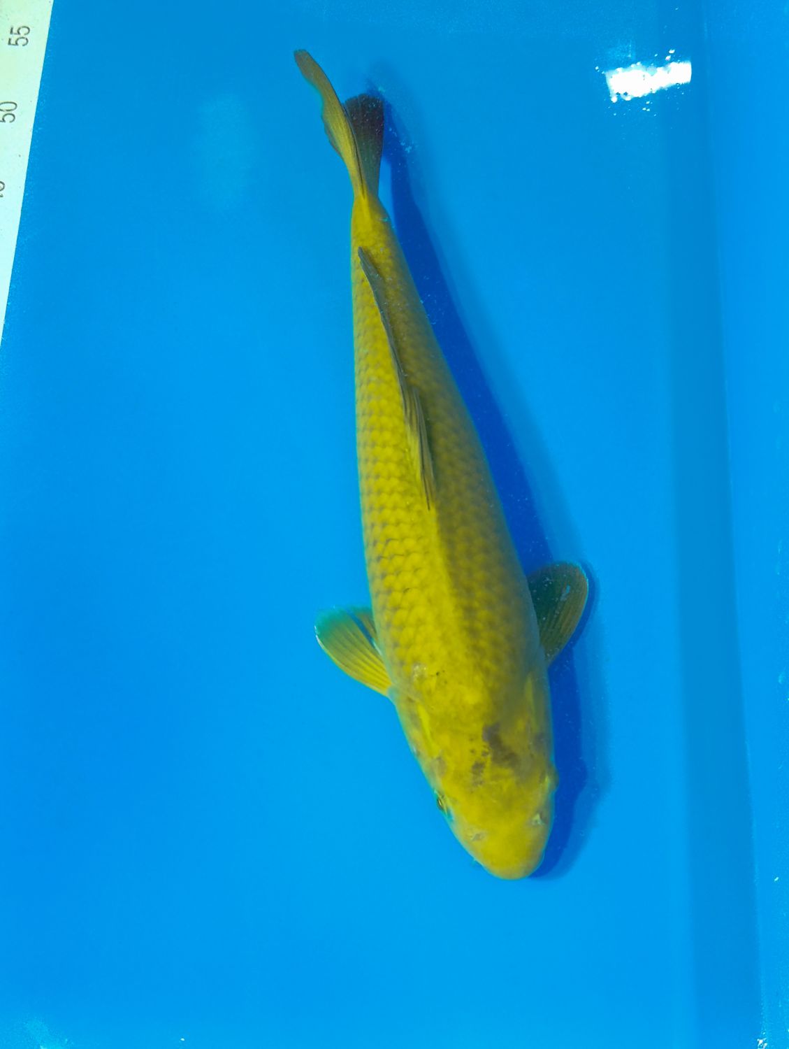 Karp Koi Midori 35 cm