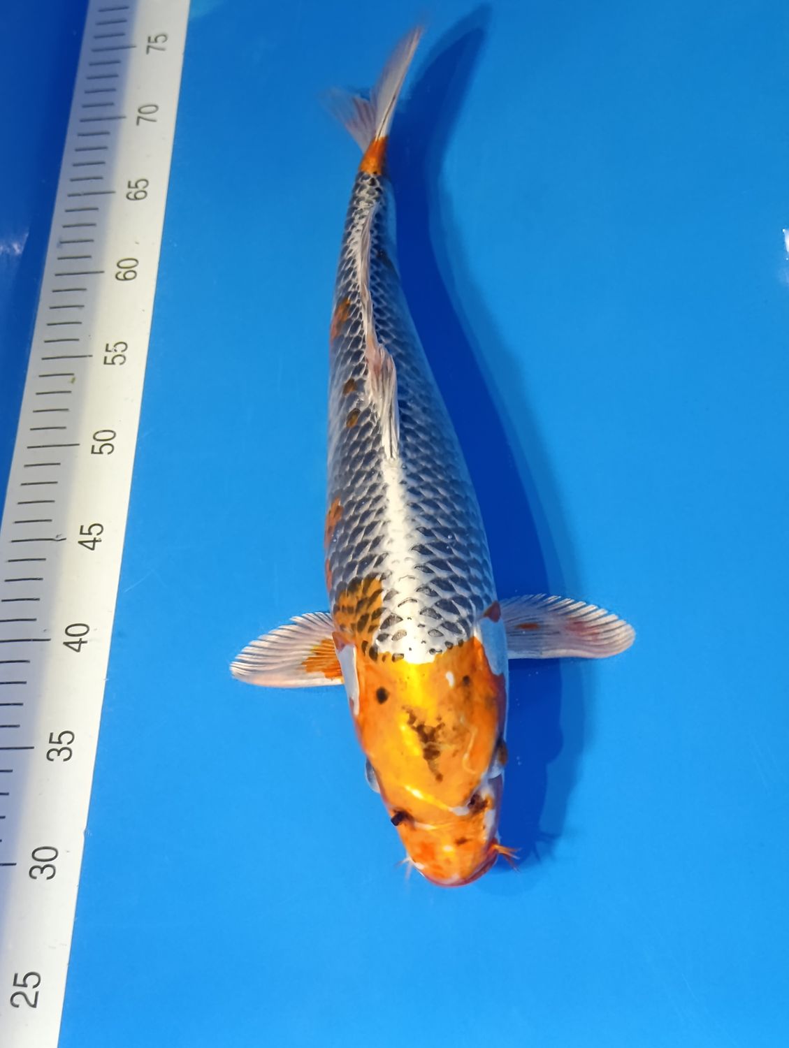 Karp Koi Kujaku 42 cm